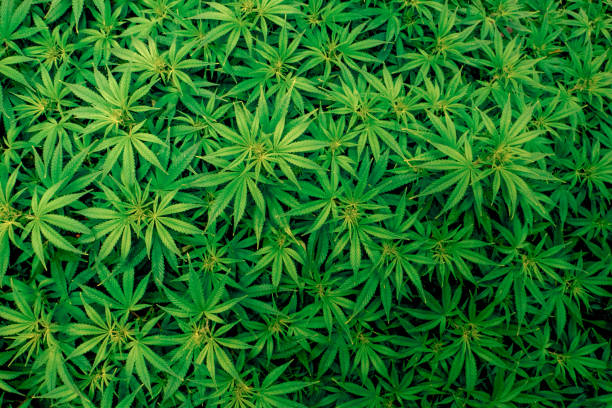 Top view of medical marijuana garden stock photo