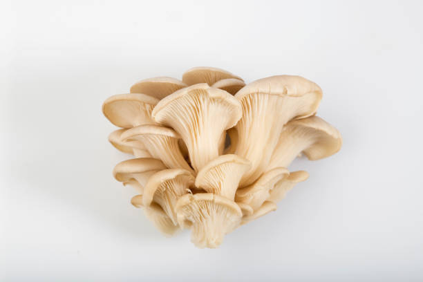 Top View of Oyster Mushroom Isolated on White Background Pleurotus ostreatus, the oyster mushroom, is a common edible mushroom. It was first cultivated in Germany as a subsistence measure during World War I and is now grown commercially around the world for food oyster mushroom stock pictures, royalty-free photos & images
