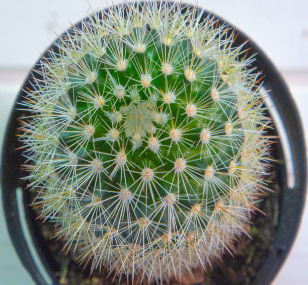 Top view of pincushion cactus on a white natural wood surface stock photo