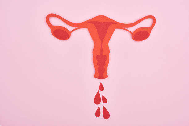bovenaanzicht van rood papier knippen vrouwelijke reproductieve interne organen met bloed druppels op roze achtergrond - menstruatie stockfoto's en -beelden