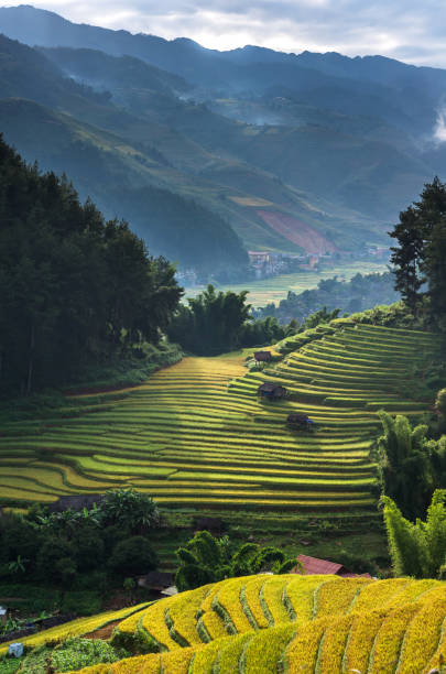 bovenaanzicht van rijst terrasvormige velden op mu cang chai district, yenbai provincie, noordwest-vietnam - cango stockfoto's en -beelden