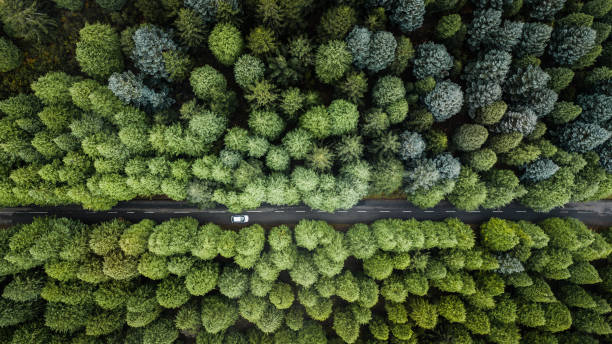 top view of road through the green autumn forest. - people portugal imagens e fotografias de stock