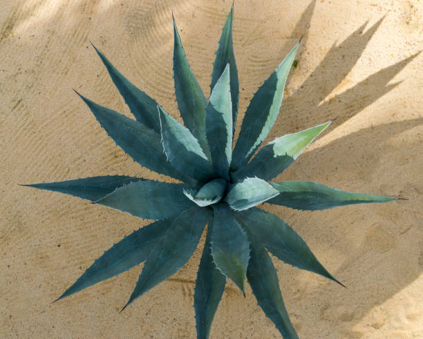 Photo of Top View of Succulent Plant Growing in Baja California