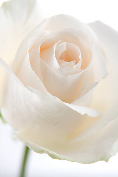 Top View of White Rose stock photo