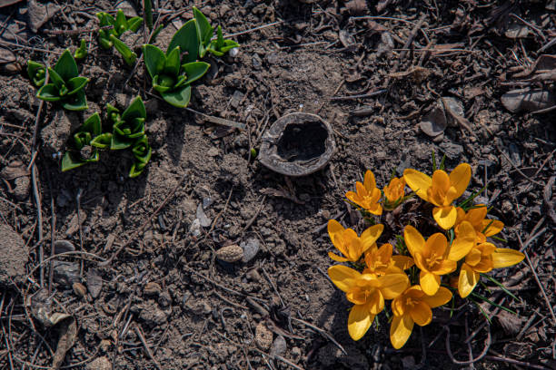 Top view of yellow crocus and green tulip leaves sprouting from brown soil of ground. Beginning of new life. Spring backdrop with copy space. stock photo
