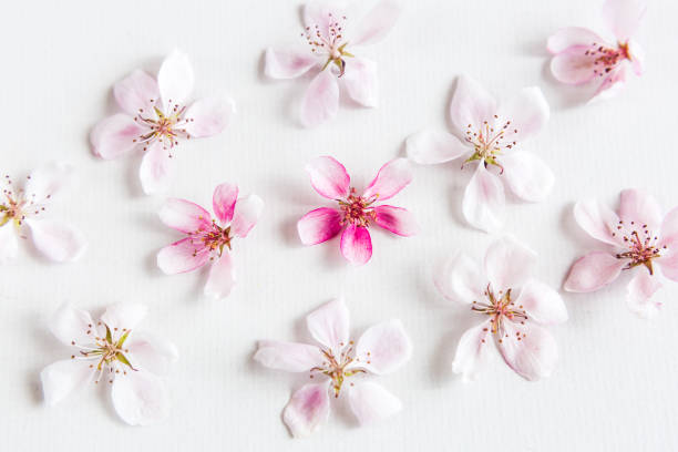 top view on white background filling with sacura flowers. Concept of love. Dof on sacura flower. Concept of love. hi key spring pattern. Dof on sacura flower. Flat lay stock photo