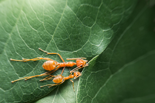 トップビューの選択フォーカスチームは自然の背景を持つ緑の木の葉で自分の巣を作成し赤い蟻が動作します アリのストックフォトや画像を多数ご用意 Istock