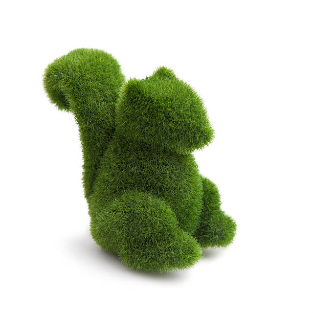 Topiary Squirrel animal Animal  shaped hedge on a white background dead squirrel stock pictures, royalty-free photos & images