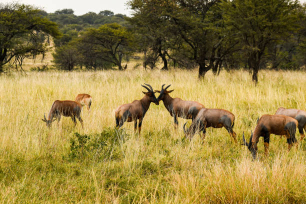 Topis grazing in the landscape of the Serengeti, Tanzania stock photo