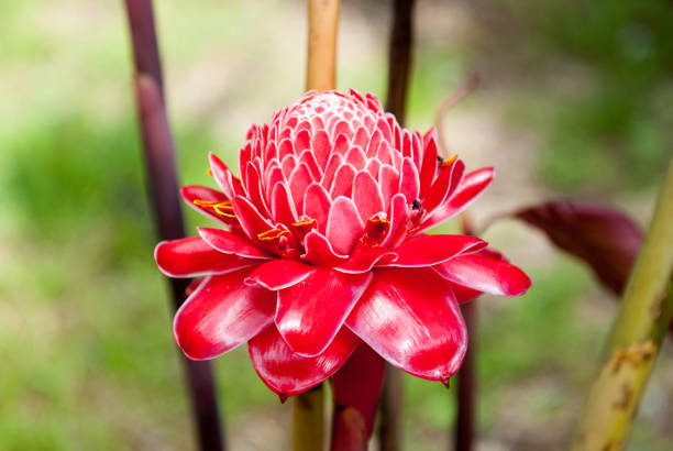 Torch Ginger Escaleras, Puntarenas Province, Costa Rica tourch ginger stock pictures, royalty-free photos & images