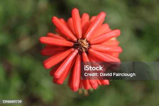 istock Torch Lily Flower, Also known as Red Hot Poker, taken at a meadow in Liverpool, Merseyside. 1398889739