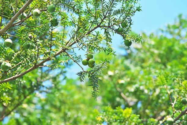 Torreya nucifera Torreya nucifera
Rich Fruit chigasaki stock pictures, royalty-free photos & images