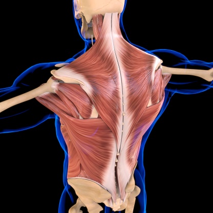 Sternocleidomastoid Premium Photos Pictures And Images By Istock