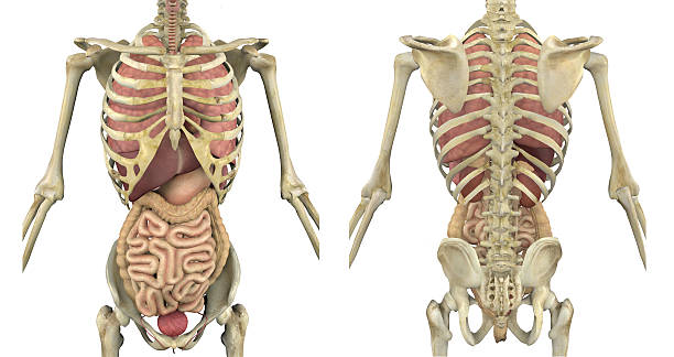 Torso Skeleton with Internal Organs - Front and Back stock photo