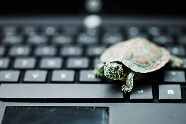 Tortoise and computer Concepts stock photo