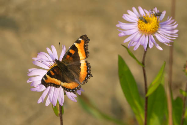 Millbert’s tortoiseshell butterflies enjoyed the nectar of light blue aster flowers along the trail in Jasper National Park.