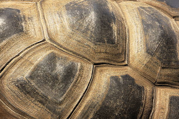 Tortoiseshell Turtle Exoskeleton stock photo