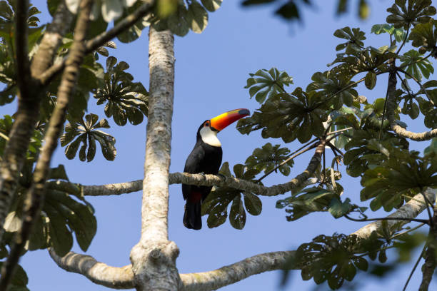 フォス ・ ド ・自然にオオハシ鳥はイグアスの滝、ブラジル - フォスドイグアス 写真 ストックフォトと画像