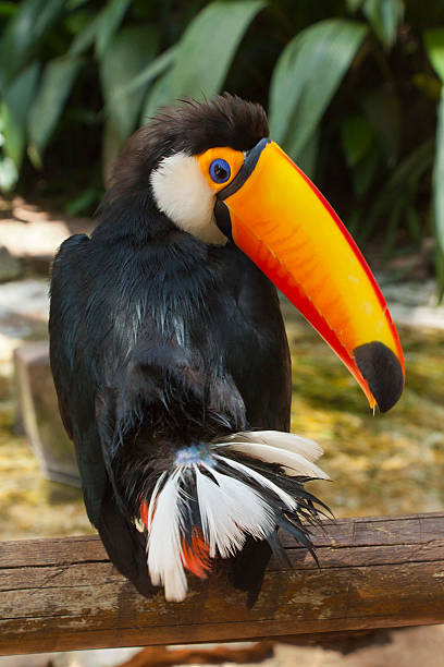 Toucan Looking Over Its Shoulder stock photo