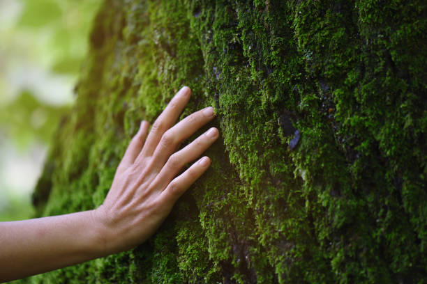 森の中の新鮮な苔のタッチ - 自然 ストックフォトと画像