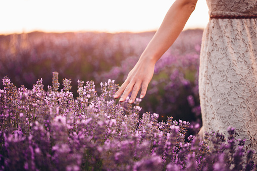 Photo of woman's hand touching the lavender flowers
