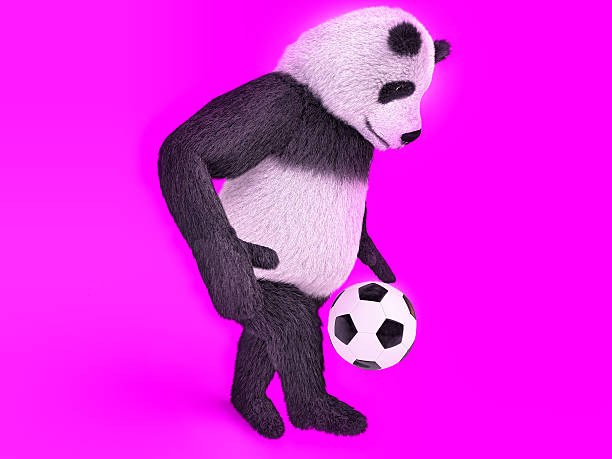 toucher adorable panda portable. de football soccer ball de la recherche - panda foot photos et images de collection