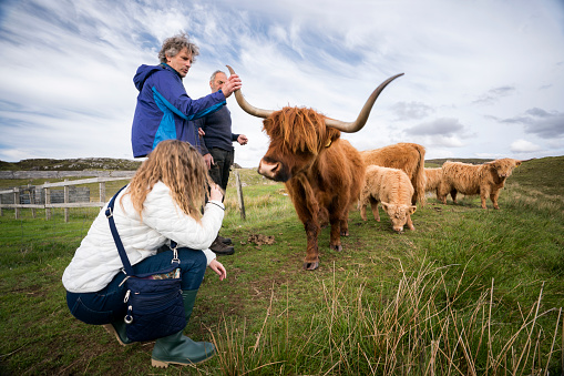 Teenage tourist squats down for a closer look at the adorable calves while her father touches the long horns of a red, rust-colored long-haired cow (Highland Cattle, or Hairy Coos) on a farm with the farmer who owns the croft on the Isle of Lewis, Outer Hebrides, Scotland, UK, Europe