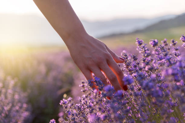 Touching the lavender Touching the lavender at beautiful sunset scented stock pictures, royalty-free photos & images