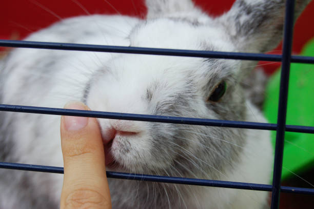 Touching the Rabbit in a cage Rabbit in cage rabbit hutch stock pictures, royalty-free photos & images