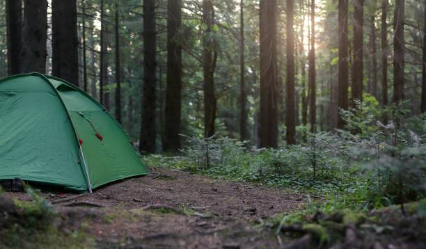 Tourist green tent in forest  at campsite on sunset. Camping background. Panoramic view of campsite  in dusk forest. Camping in nature park in summer. Adventure travel active lifestyle. Shallow DOF. stock photo