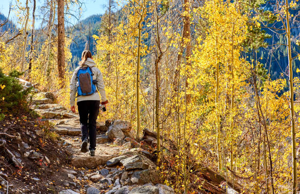 Tourist hiking in aspen grove at autumn Woman tourist walking on trail in aspen grove at autumn in Rocky Mountain National Park. Colorado, USA. aspen colorado stock pictures, royalty-free photos & images