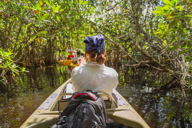 tourisme, kayak dans la forêt de mangroves dans les everglades en floride, é.-u. - kayak mangrove photos et images de collection