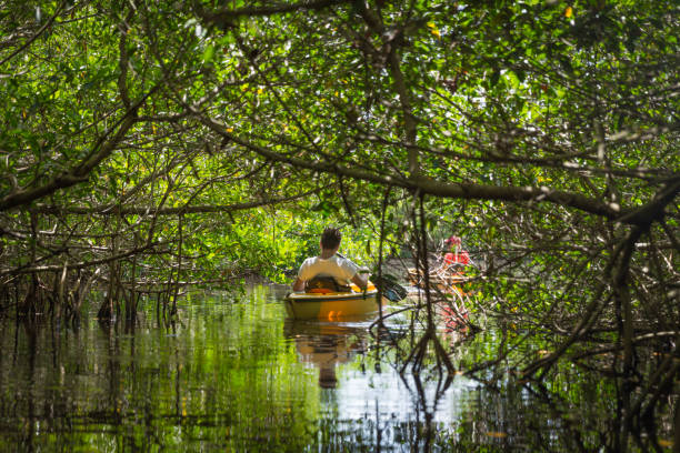 tourisme, kayak dans la forêt de mangroves - kayak mangrove photos et images de collection