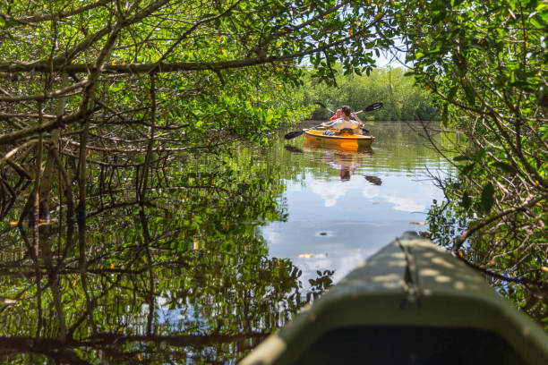 tourisme, kayak dans la forêt de mangroves - kayak mangrove photos et images de collection