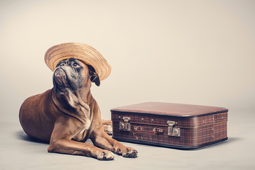 Dog wearing hat with suitcase