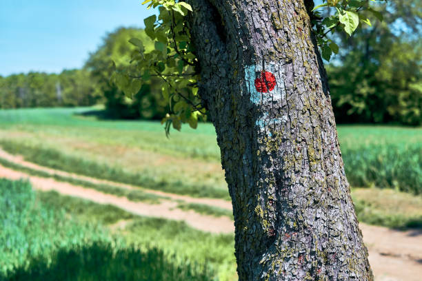 Tourist sign, tourist mark sprayed, painted on a tree stock photo