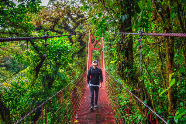 Tourist walking on a suspension bridge in Monteverde Cloud Forest, Costa Rica Tourist walking on a hanging suspension bridge in the jungle of Monteverde Cloud Forest, Costa Rica monteverde stock pictures, royalty-free photos & images
