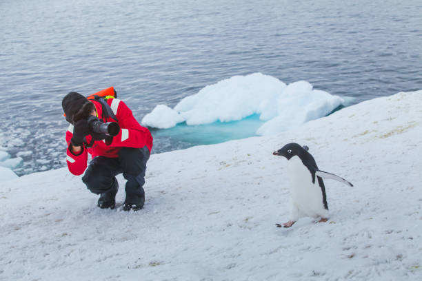 tourist wildlife photographer in Antarctica tourist wildlife photographer taking photo of bird adelie penguin in Antarctica adelie penguin photos stock pictures, royalty-free photos & images