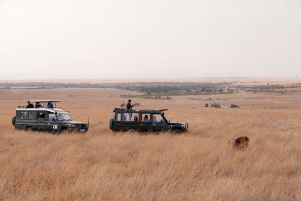 Tourists enjyoing game drive in Masai Mara National Reserve stock photo