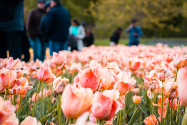Tourists examining the tulips during the tulip festival in Holland Michigan stock photo