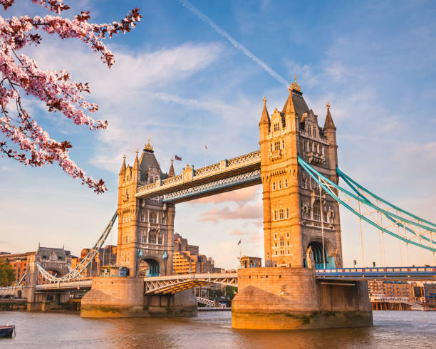 Tower bridge in London at spring Tower bridge with cherry blossom, London tower bridge stock pictures, royalty-free photos & images
