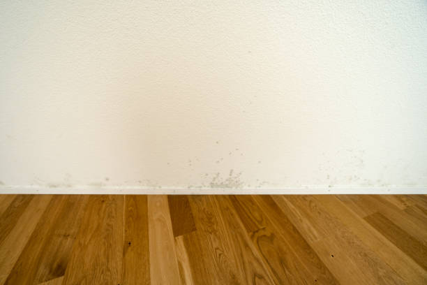 Toxic Mold And Mildew On A White Apartment Wall Stock Photo