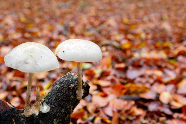 Fungi Imperfecti Stock Photos, Pictures & Royalty-Free Images - iStock