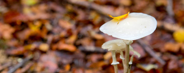 Fungi Imperfecti Stock Photos, Pictures & Royalty-Free Images - iStock