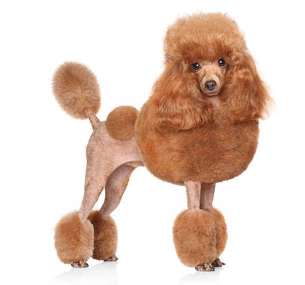 Toy Poodle on a white background Red Toy Poodle standing in front of white background poodle stock pictures, royalty-free photos & images