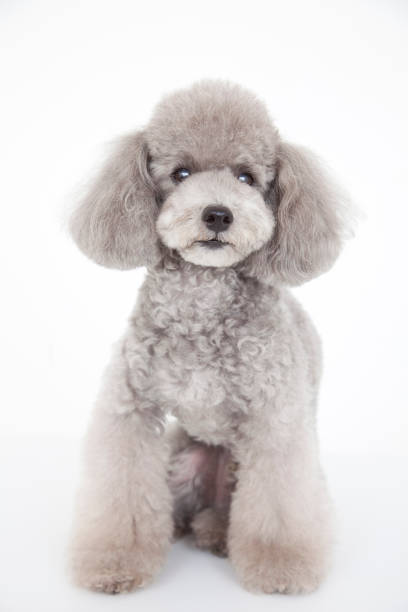 Toy poodle Toy poodle poodle stock pictures, royalty-free photos & images