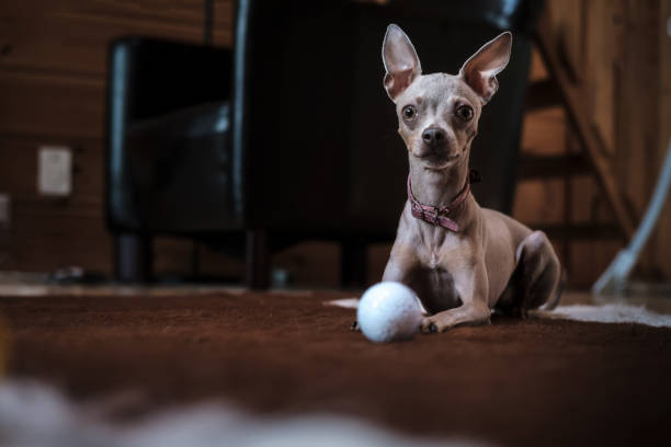 Toy terrier dog with pink collar, quietly resting on the mat after the game with a golf ball, in a homelike atmosphere. stock photo