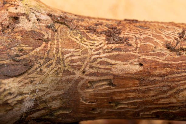 Traced bark beetles on coniferous tree branches. Places of living of forest pests. Pine tree wood. Traced bark beetles on coniferous tree branches. Places of living of forest pests. Pine tree wood. emerald ash borer stock pictures, royalty-free photos & images