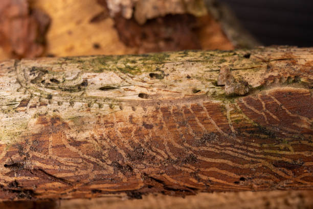 Traced bark beetles on coniferous tree branches. Places of living of forest pests. Pine tree wood. Traced bark beetles on coniferous tree branches. Places of living of forest pests. Pine tree wood. emerald ash borer stock pictures, royalty-free photos & images