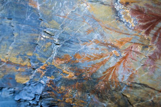 Traces of fossilized plants on the colorful stone. stock photo